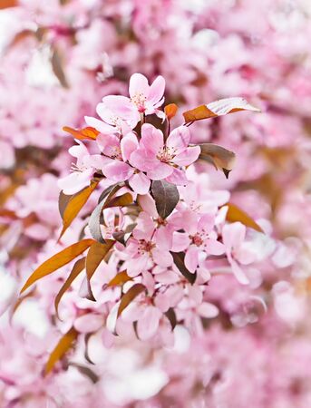 Spring flowers of decorative apple treeの写真素材
