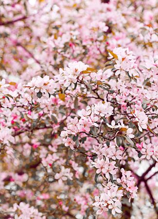 Spring flowers of decorative apple treeの写真素材