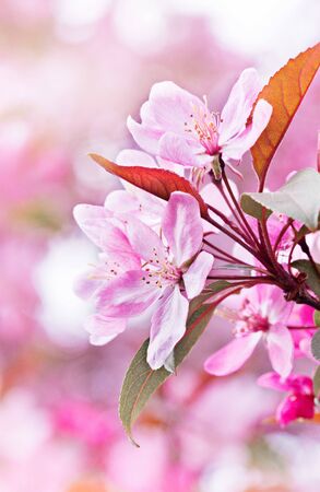 Spring flowers of decorative apple treeの写真素材