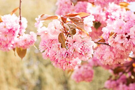 Spring flowers of decorative apple treeの写真素材