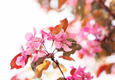 Spring flowers of decorative apple treeの写真素材