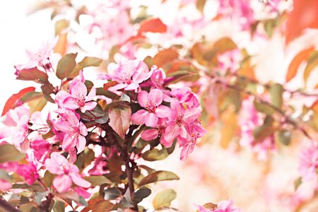 Spring flowers of decorative apple treeの写真素材