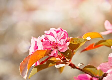 Spring flowers of decorative apple treeの写真素材