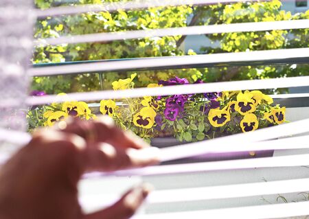Many colorful pansies in the balcony window