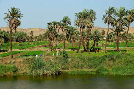 view from the ship to the coast of Egypt