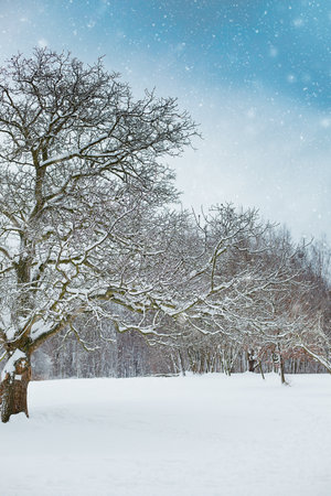 white winter scenery in parkの写真素材