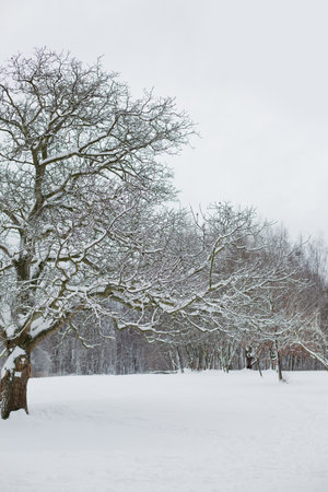 white winter scenery in parkの写真素材