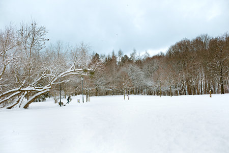 white winter scenery in parkの写真素材