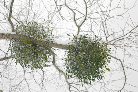white winter scenery in parkの写真素材