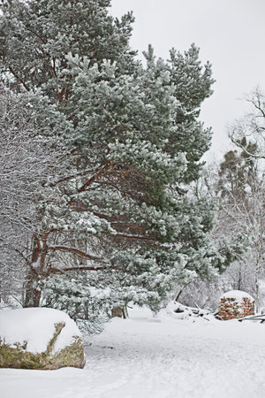white winter scenery in parkの写真素材