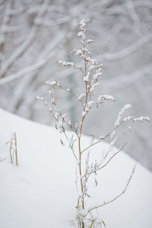 white winter scenery in parkの写真素材