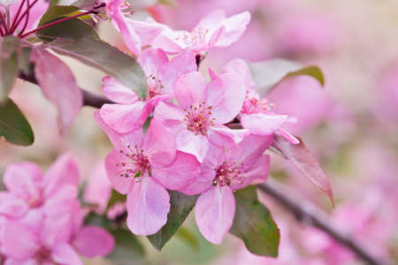 Spring flowers of decorative apple treeの写真素材