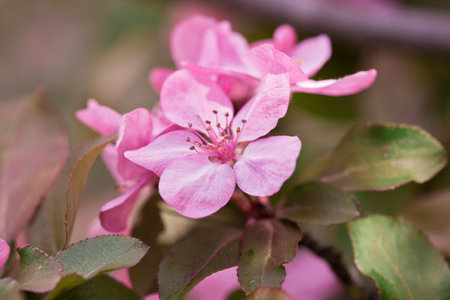 Spring flowers of decorative apple treeの写真素材
