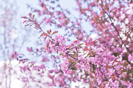 Spring flowers of decorative apple tree