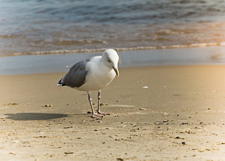 large seagull on the sea coastの写真素材