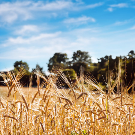 golden ears of grain in the field in summer timeの写真素材