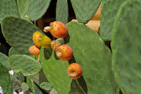 Prickly pear cactus with fruits called also Opuntiaの写真素材