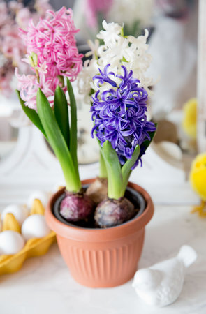 decoration of spring hyacinth in the easter timeの写真素材