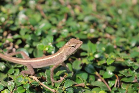 Wild lizard. A lonely lizard sitting on the green leaves of the bush. The lizard stopped and not moving. The view from the side. Close upの写真素材