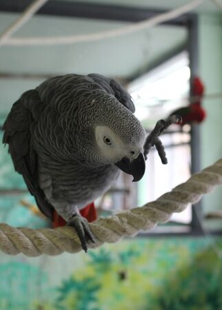 Gray parrot Jaco with a red tail sits on a rope in the zoo. One paw is raised upwards. The head is lowered down. The front view, looking into the camera, close-up.の写真素材
