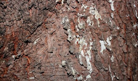 The bark of a coniferous brown tree is close-up in a soft focus with a white pattern of old resin.