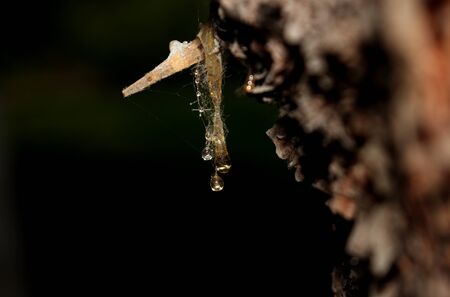 Transparent drops of resin with a spider web hanging close-up in a soft focus with a wooden splinter on a dark background. The background is blurred.の写真素材