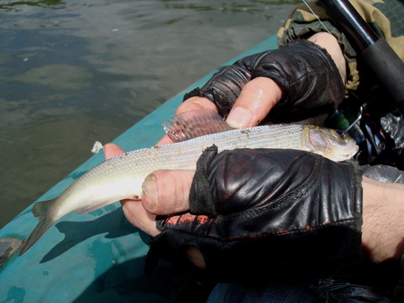 A fisherman shows a freshly caught fish.Alive caught in a Siberian river fish Grayling in the soft...