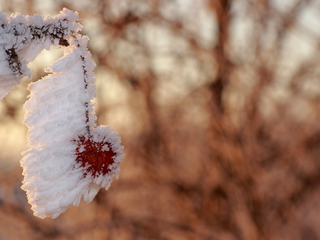 Wild frosted red crab apple covered hoarfrost close-up on blurred natural background and copy spaceの写真素材