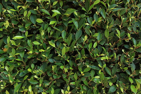 Natural minimal creative background of bright green leaves of a ficus bush with soft light. Sheared...