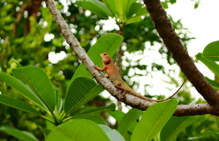 Wild orange brown Thai chameleon on the branch tropical tree plumeriaの写真素材