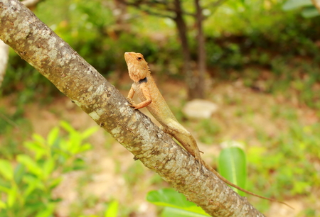 Orange brown thai chameleon perching on branch Plumeriaの写真素材