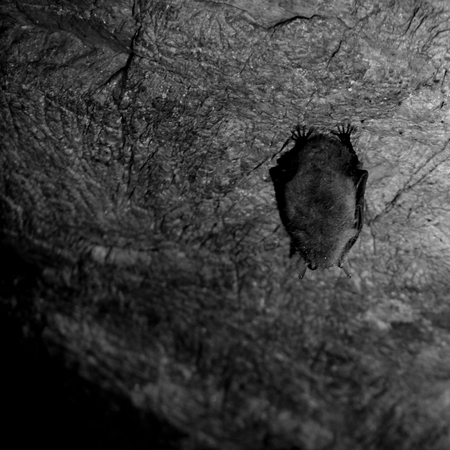 Hibernation the bat in cave Archaeological near Malaya Siya village republic of the Khakassia,...