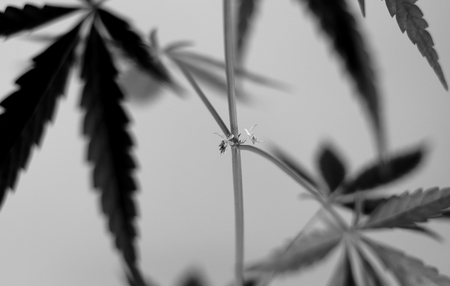 Flowering young cannabis hemp in gray tones in soft focus