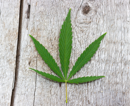 Green leaf cannabis or hemp with five fingers leaves. Marijuana isolated on grey wood background. Legalization medical hempの写真素材