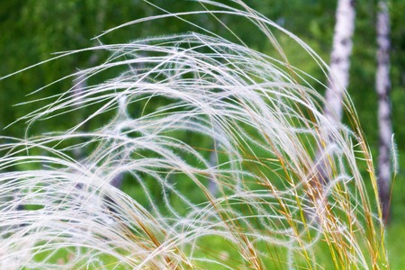 Summer soft and gentle natural background with fluttering in the wind dry and fluffy meadow grasses on green backdrop. Peace and tranquility conceptの写真素材