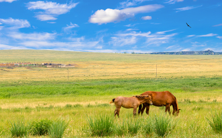 Wild horse and foal graze in the steppe of Khakassia. Beautiful summer landscape for travel stories with a bright blue sky and delightful clouds, grass, dried in the sun, freedom bird and horses.の写真素材