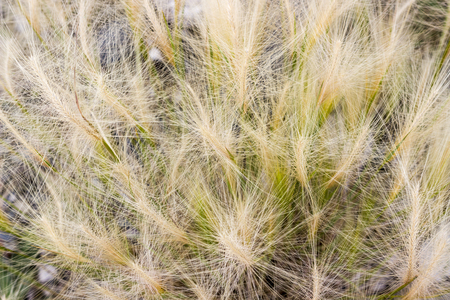 Fluffy spikes of feather grass or needle or spear grass. Delicate summer natural backgroundの写真素材