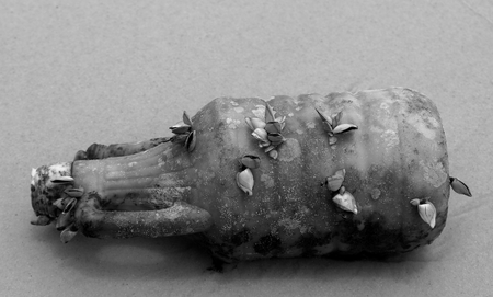 Old dirty plastic bottle overgrown with seashells on a sandy beach. Technogenic pollution of the ocean. Background to protect the environment and nature from human activityの写真素材