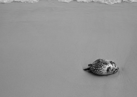 Dead Porcupinefish, blowfish, balloonfish or globefish on beach Samed island after storm. Ecology...