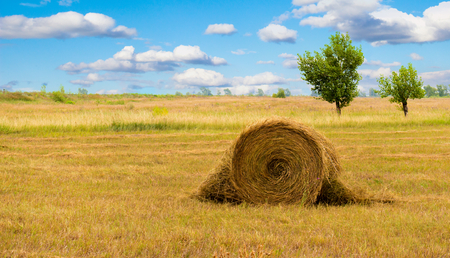 Haystack or sheaf on the meadow. Summer rural landscape with row of straw bales on the field. Agricultural landscape with hay rolls.の写真素材