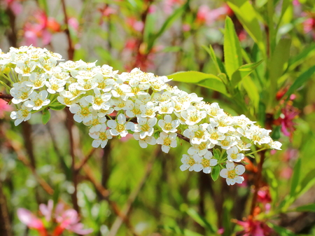 Branch blossoming decorative shrub a Spiraea thunbergii or Yukiyanagi in Japanese on blurred spring...