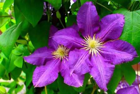 Violet clematis flowers blooming in summer garden. Beautiful natural background