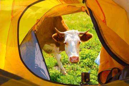 A curious red cow peeks into a yellow tourist tent. View from inside tent. Funny background for summer outdoor activities and tourism. Concept adventure vacations outdoor.の写真素材