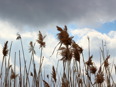 Tall dry reeds swaying in the wind at overcast spring day. Abstract natural backgroundの写真素材