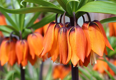 Beautiful orange flowers of the royal grouse in sunny garden. Fritillaria imperialis or crown imperial, imperial fritillary, Kaiser's crown. Springtime nature background. Close-up, selective focusの写真素材