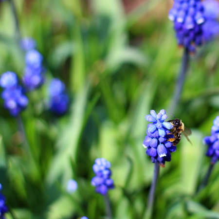Bee collects nectar and pollen on blue flowers of Armenian grape hyacinth or garden grape-hyacinth 'Muscari armeniacum' in the garden. Selective focus. Defocused and blurred spring nature backgroundの写真素材