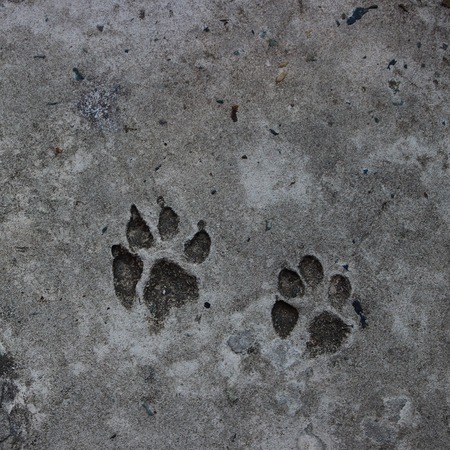 Two footprint of a dog on cement concrete floor background. Abstract animal track texture. Paw print on the road. Top view.の写真素材