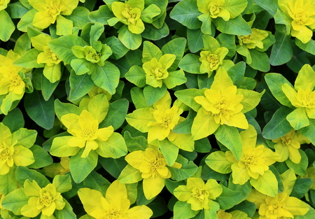Natural background of bright yellow bushes of spurge (Euphorbia) on a sunny day. Euphorbia...