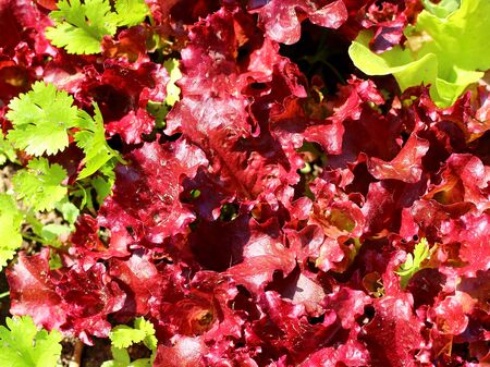 Bright vegetable background of red lettuce and green cilantro leaves growing in the summer garden on a sunny day. Top view, selective focusの写真素材