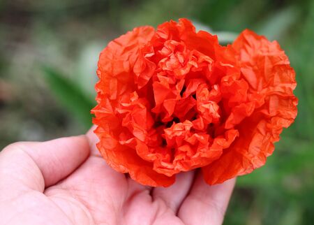 Close-up of a bud bright red peony poppy 'Papaver somniferum' on the female palm close-up. Selective focus, blurred background. Wallpaper or beautiful summer postcardの写真素材